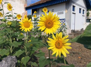 train station sunflowers